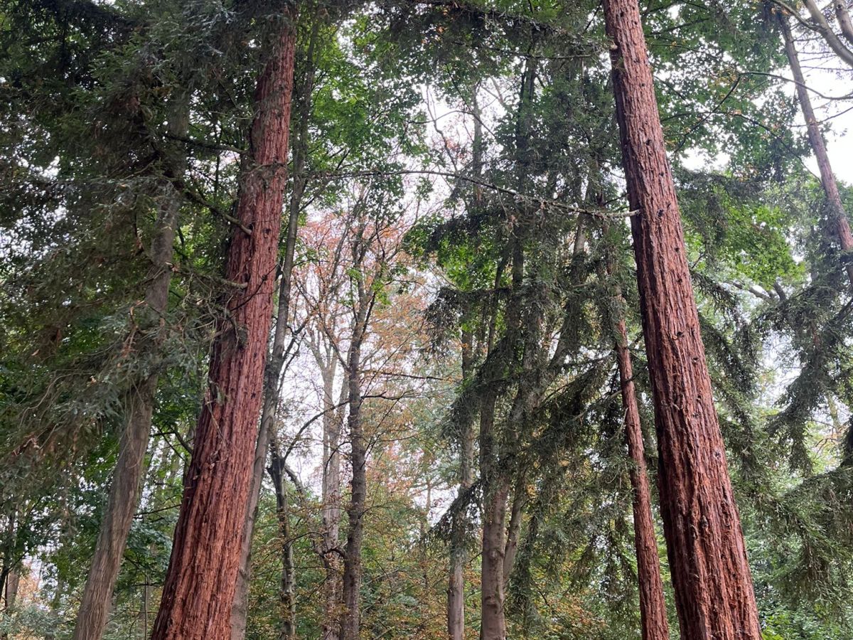 Un nouveau parc départemental de 8 hectares est ouvert depuis quelques jours à Châtenay-Malabry