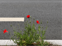 Fontenay-aux-Roses : l’écologie, une nécessité et une chance pour notre&nbsp;ville